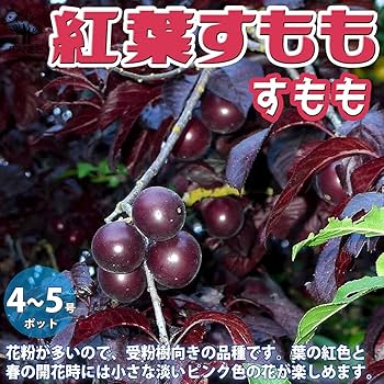 ◎紅葉すもも 71IXx2+3LKS._UF350,350_QL80_.jpg